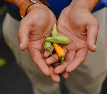 peppers in hands