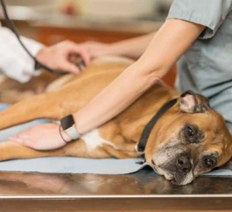 Dog at the vet