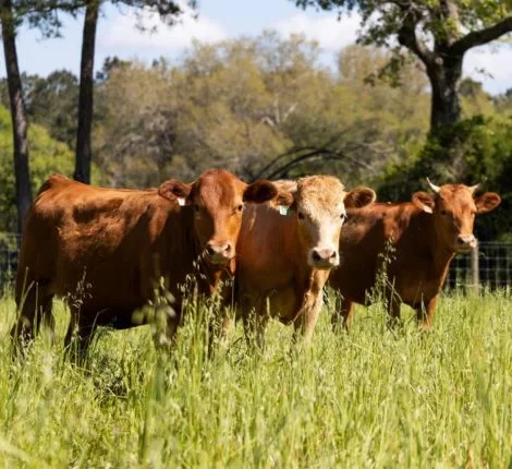 Three cows posing in a field