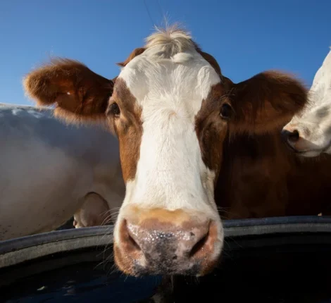 Cow looking at you