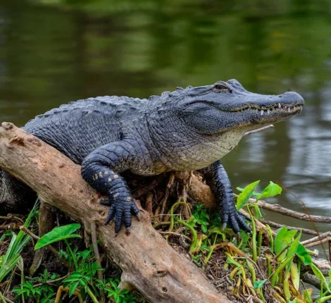 Alligator sitting on a log. 