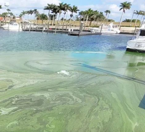 Algae in a riverbank.