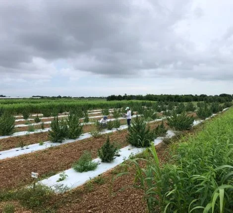 A field of research plants.