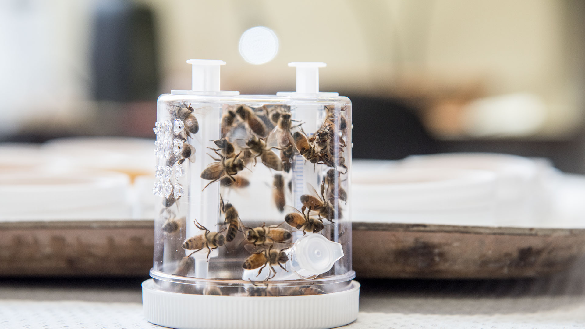 Honey Bees