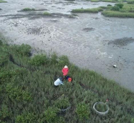 Two researchers are standing together in a swamp environment.