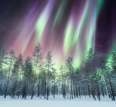 The northern lights over a forest.