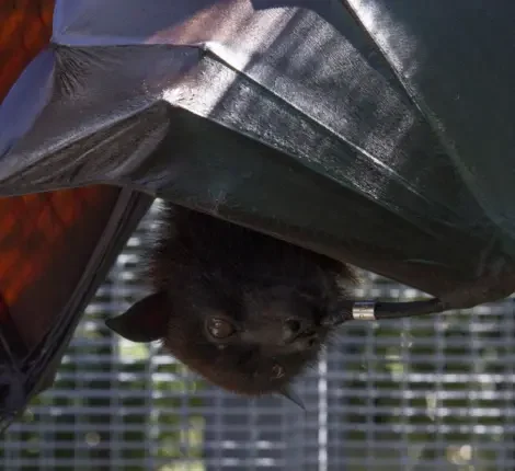 Bat hanging upside down