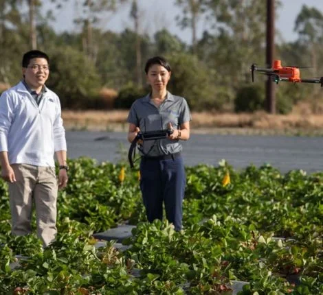 Two researchers use a drone in a crop field.