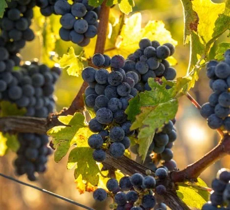 disease resistant wine grapes Wine grapes sit on the vine in the sunlight.