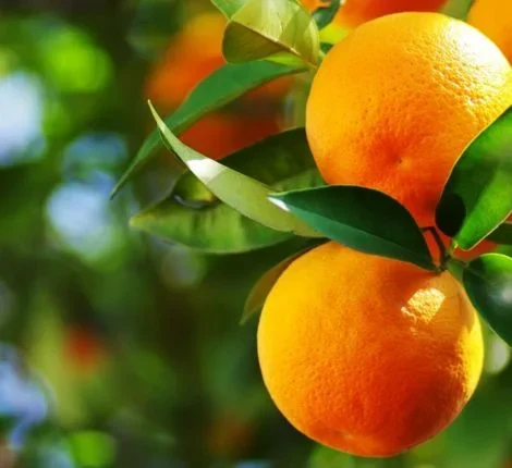 protein citrus greening A close up shot of oranges on a tree in sunlight.