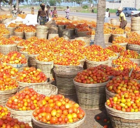 A bunch of baskets filled with tomatoes